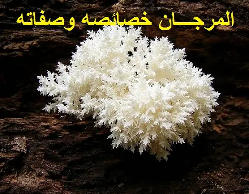 المرجـــان خصائصه وصفاته